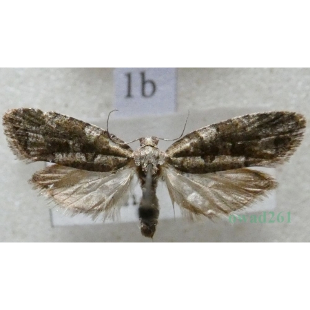 Cnephasia communana (Herrich-Schäffer, 1851) Czech1b